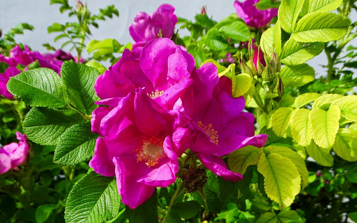 Цвет шиповника в городе. - Милешкин Владимир Алексеевич Цвет шиповника в городе. - Милешкин Владимир Алексеевич