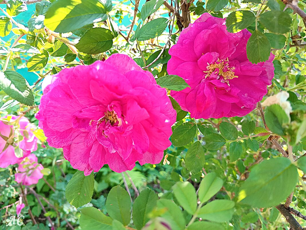 Шиповник сортовой - Любовь Сахарова