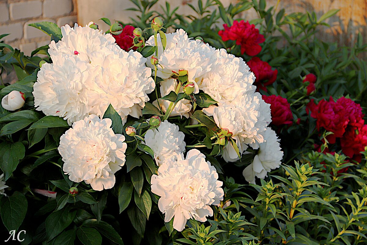 В лучах вечернего заката - Любовь Сахарова