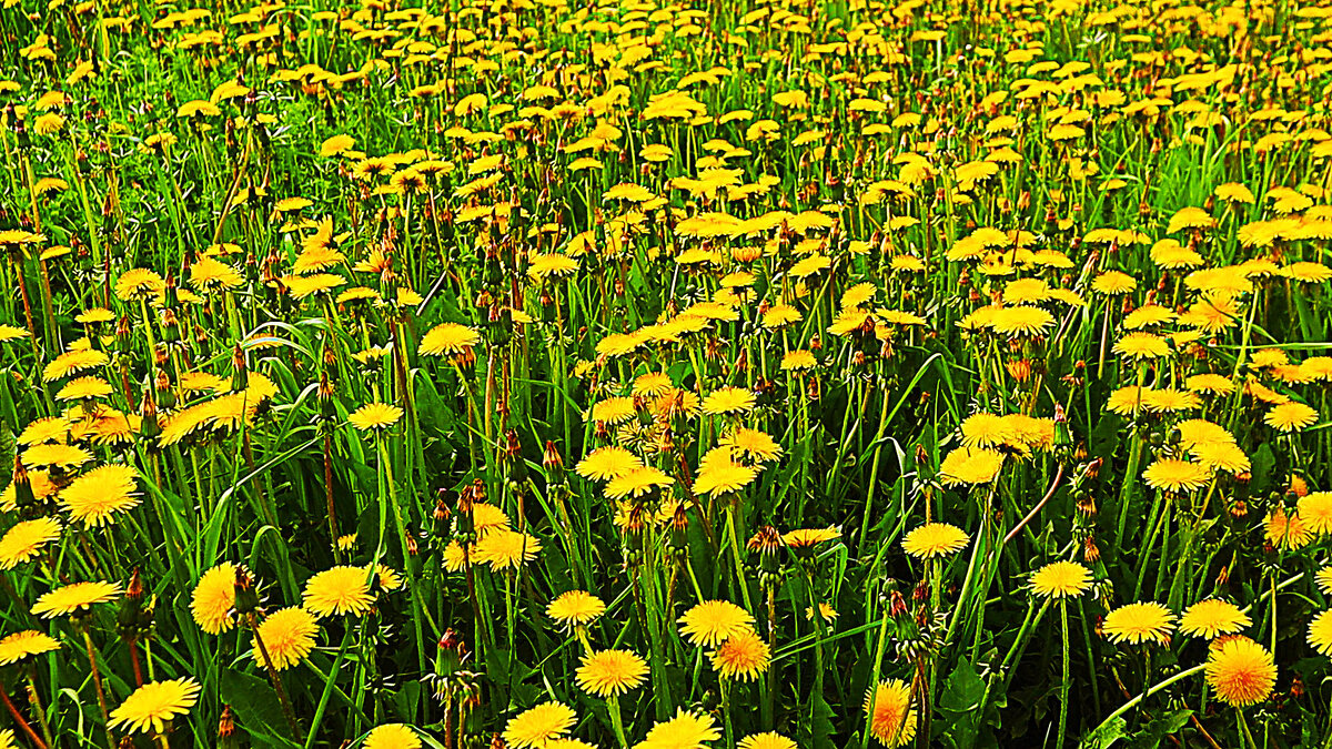 Июнь...Одуванчиквая полянка! - Владимир 