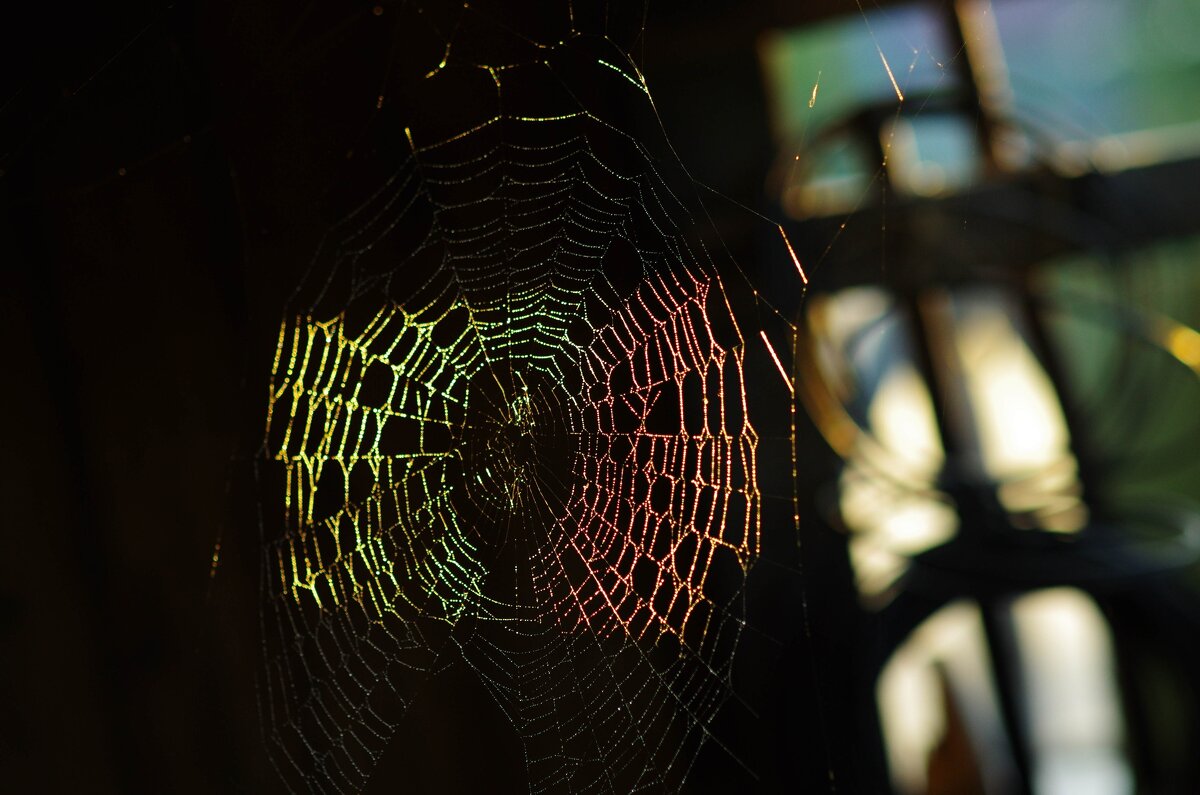 Паутина в лучах солнца - Сергей Швечков Паутина в лучах солнца - Сергей Швечков