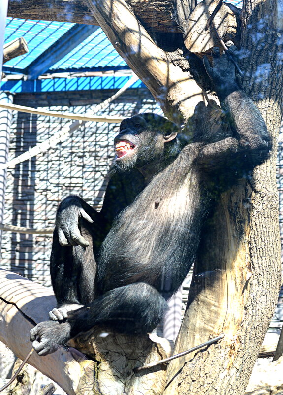 Рассмешили... - Татьяна Лютаева Рассмешили... - Татьяна Лютаева