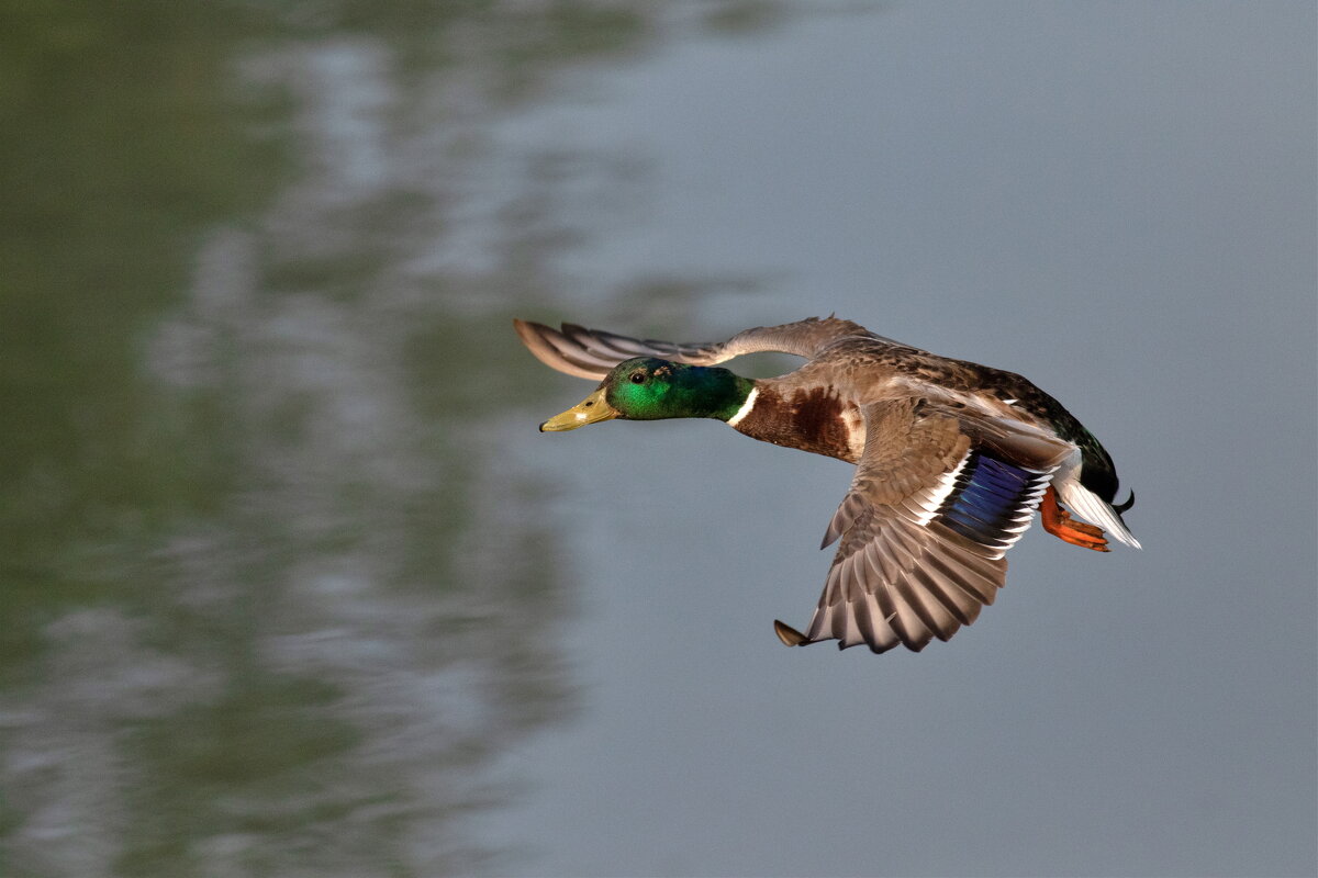 -- - vladimir -- - vladimir