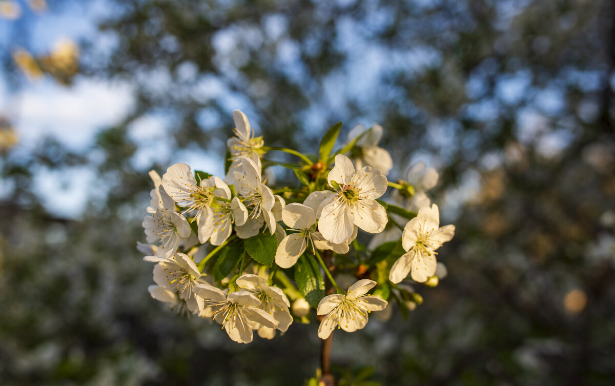 Весна - Петр 