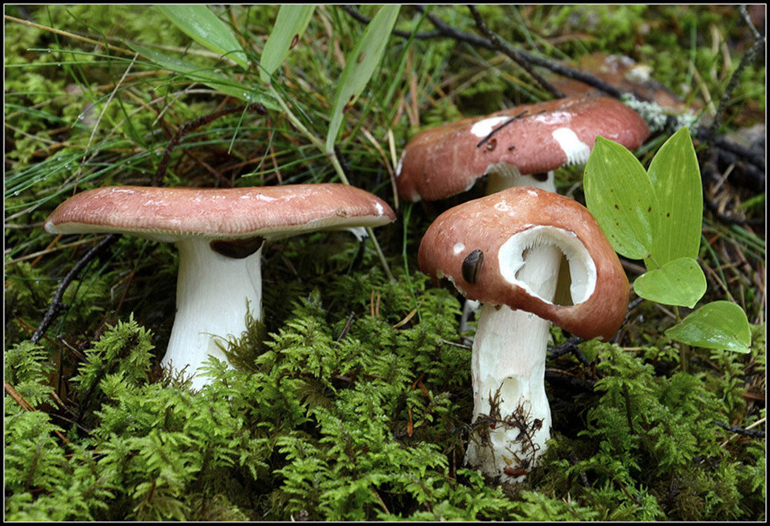 ...и стол и дом... - Aleksandr Gal ...и стол и дом... - Aleksandr Gal