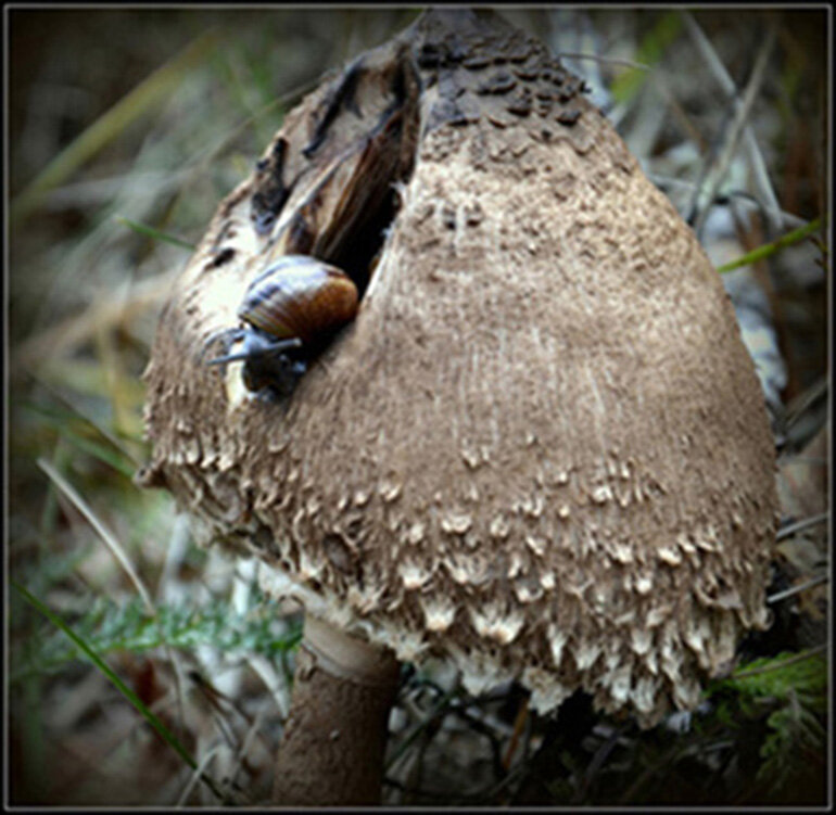 ....и стол и дом... - Aleksandr Gal