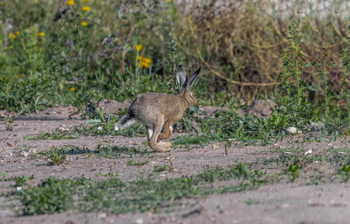 русак - юрий макаров
