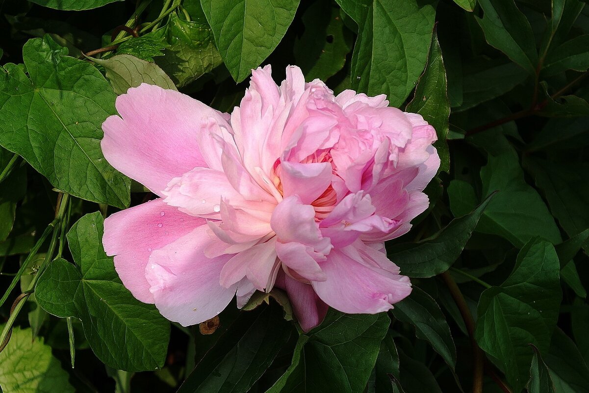 Пион - Рита Симонова