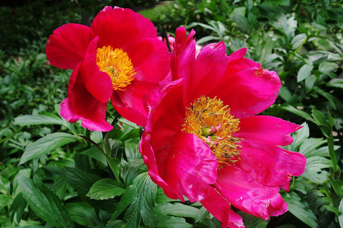 Пион - Рита Симонова