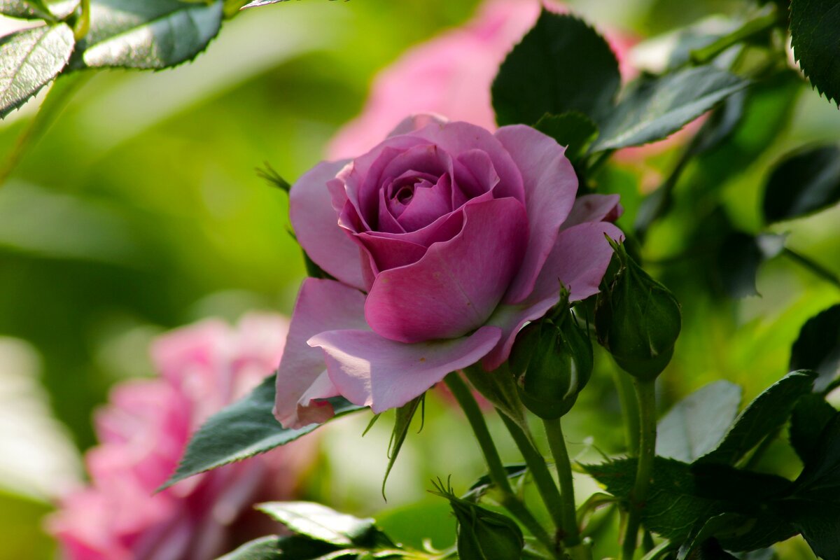 Доброе утро - Юрий. Шмаков Доброе утро - Юрий. Шмаков