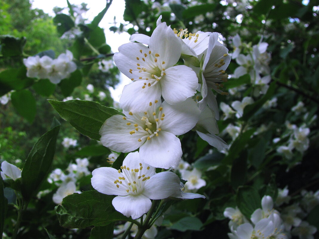 Жасмин цветёт - Людмила Смородинская