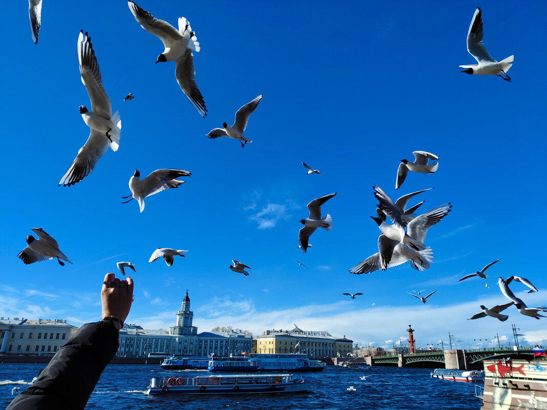 Птички..)) - tipchik Птички..)) - tipchik