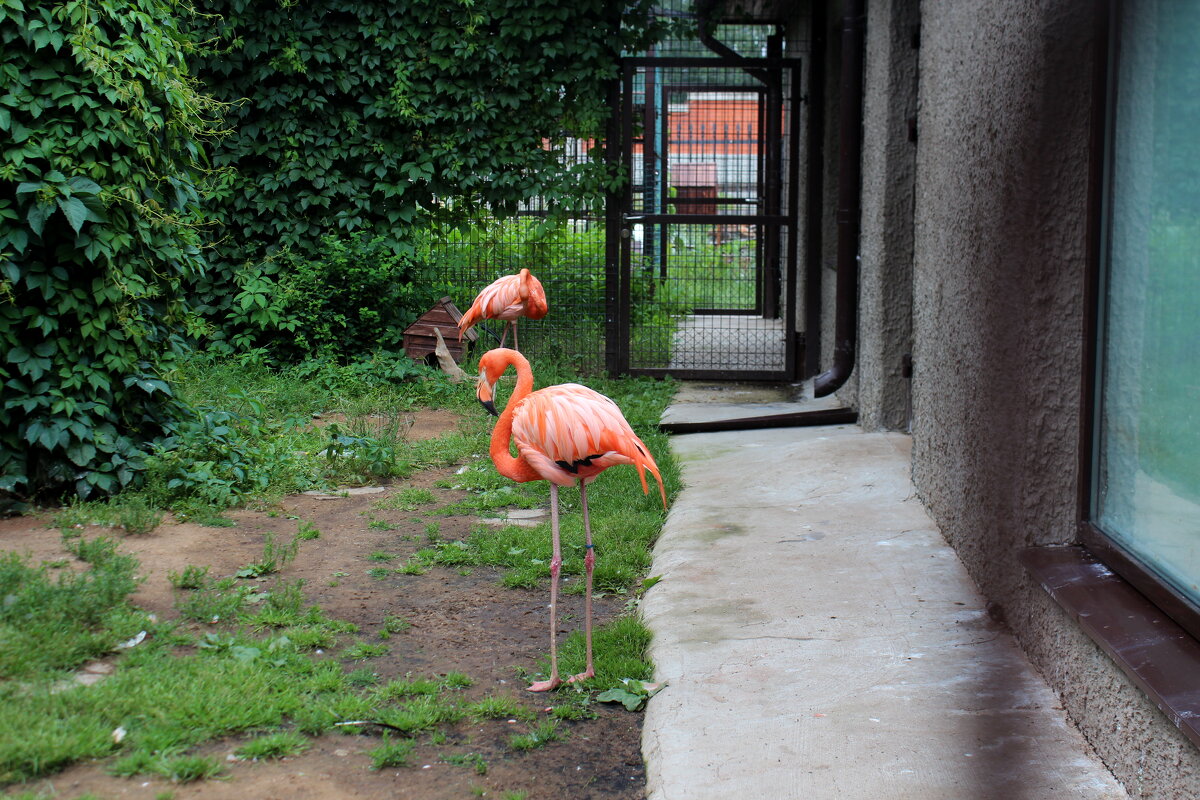 Фламинго - Марсель Валеев