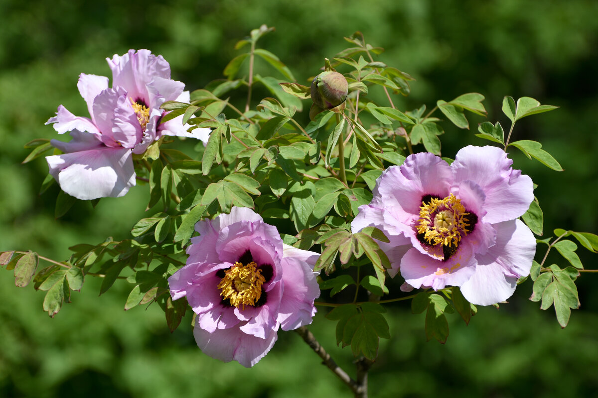 Москва. Весна в Аптекарском... - Наташа ***** Москва. Весна в Аптекарском... - Наташа *****
