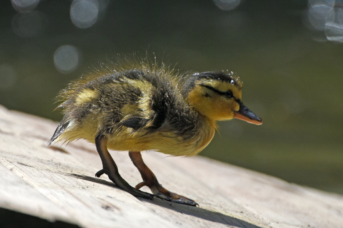 Москва. Весна в Аптекарском... - Наташа *****
