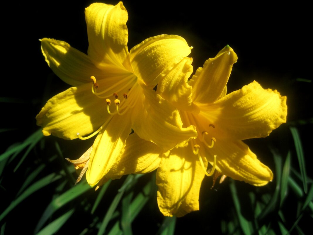 Cолнечные Ли.. - Елена Семигина