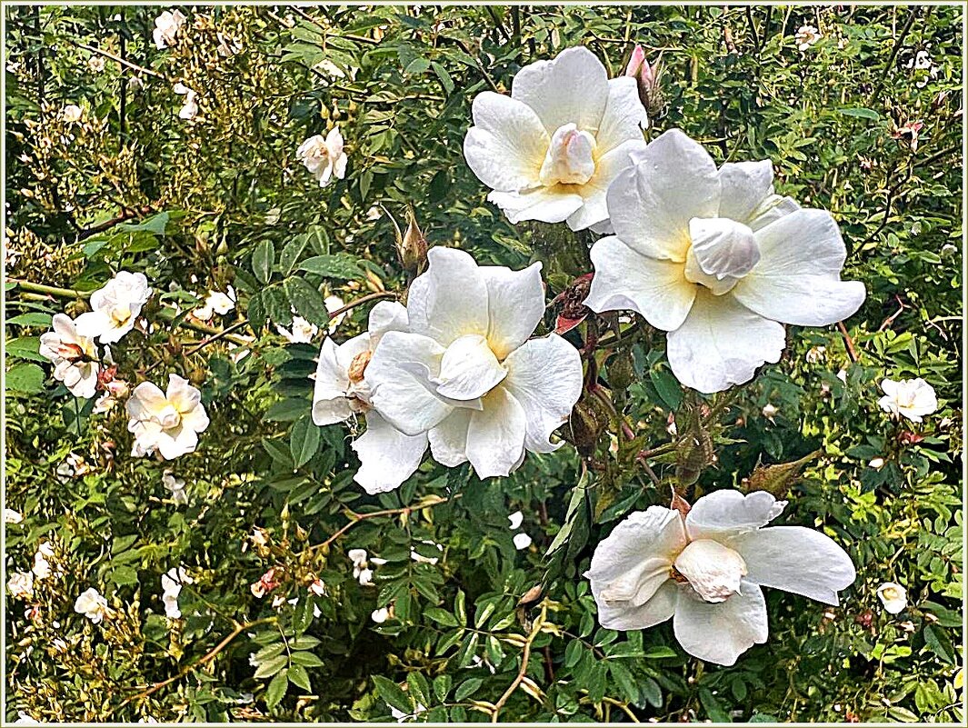 Интересные розочки. - Валерия Комова