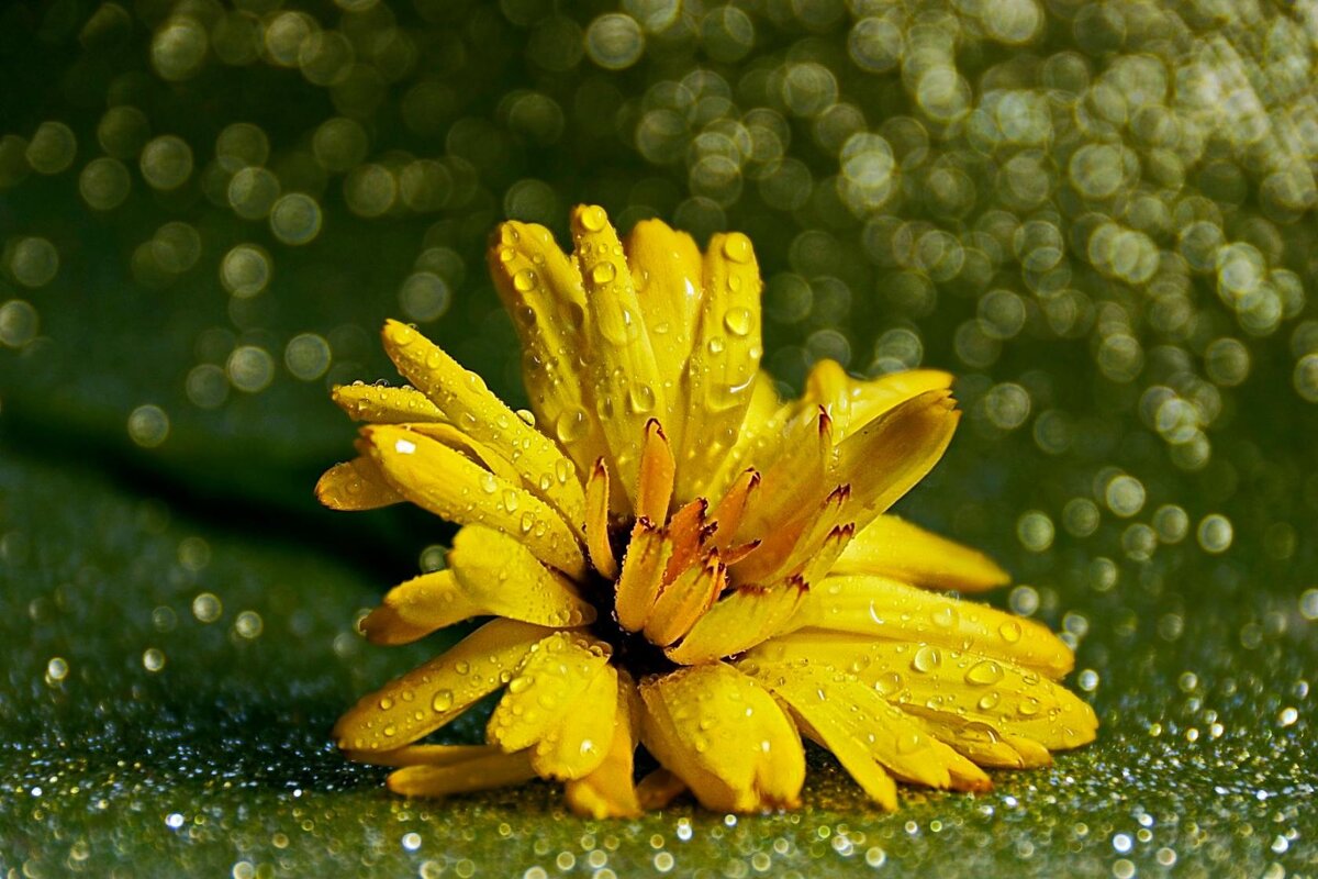 боке - Ольга Cоломатина