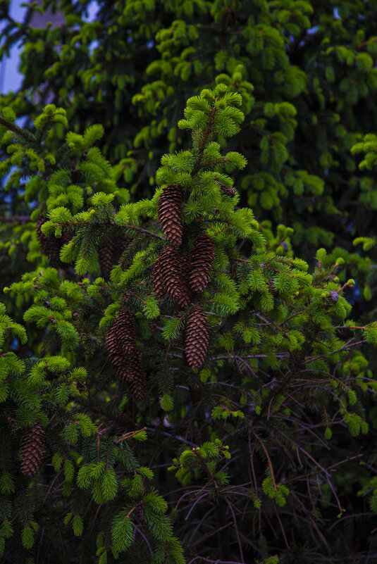 *** - Яна Горбунова