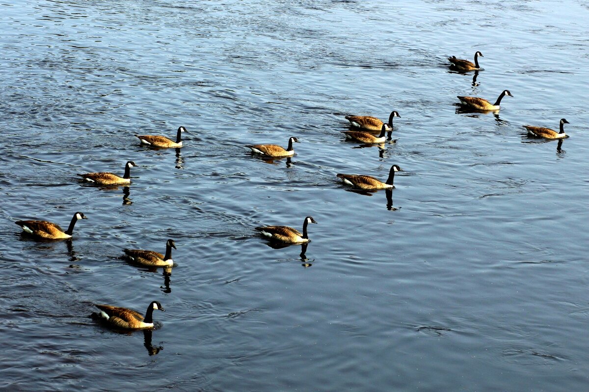 Эскадра - Юрий. Шмаков