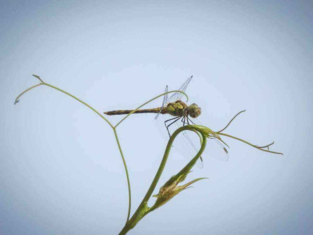 . - Сергей Ястребов (s.hawk)