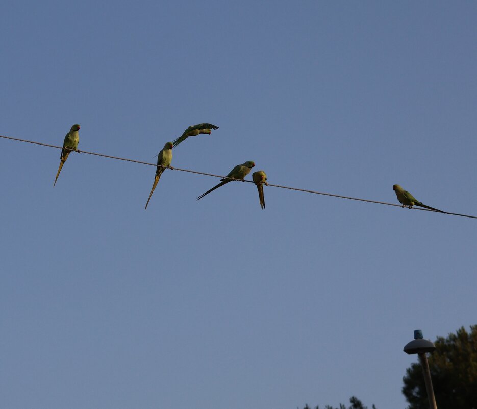 Стайка женихов и одна невеста - Аркадий Басович