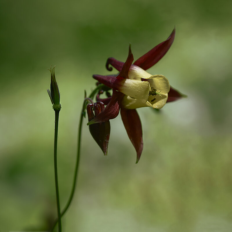 Водосбор обыкновенный - Эдуард Куклин Водосбор обыкновенный - Эдуард Куклин