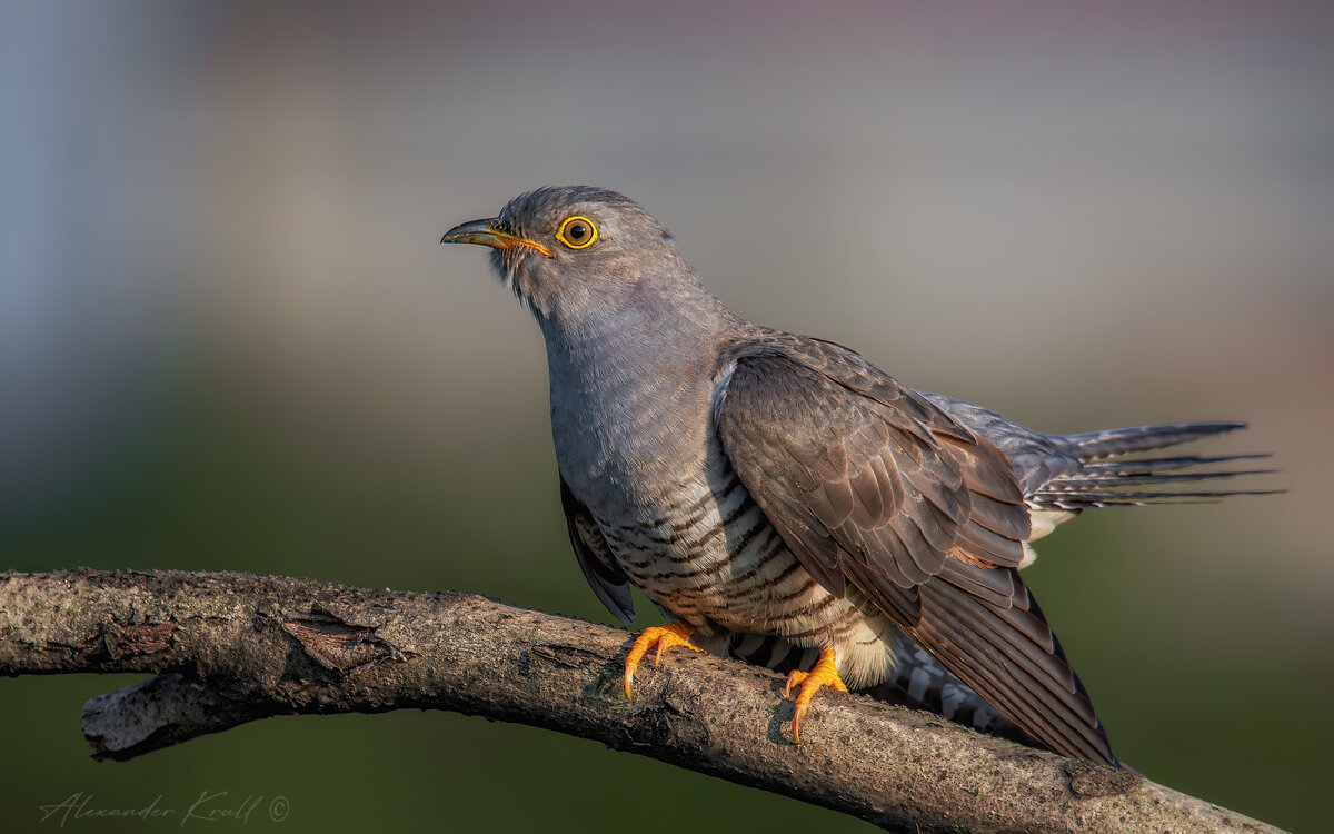 Кукухин портрет - Александр К. Кукухин портрет - Александр К.