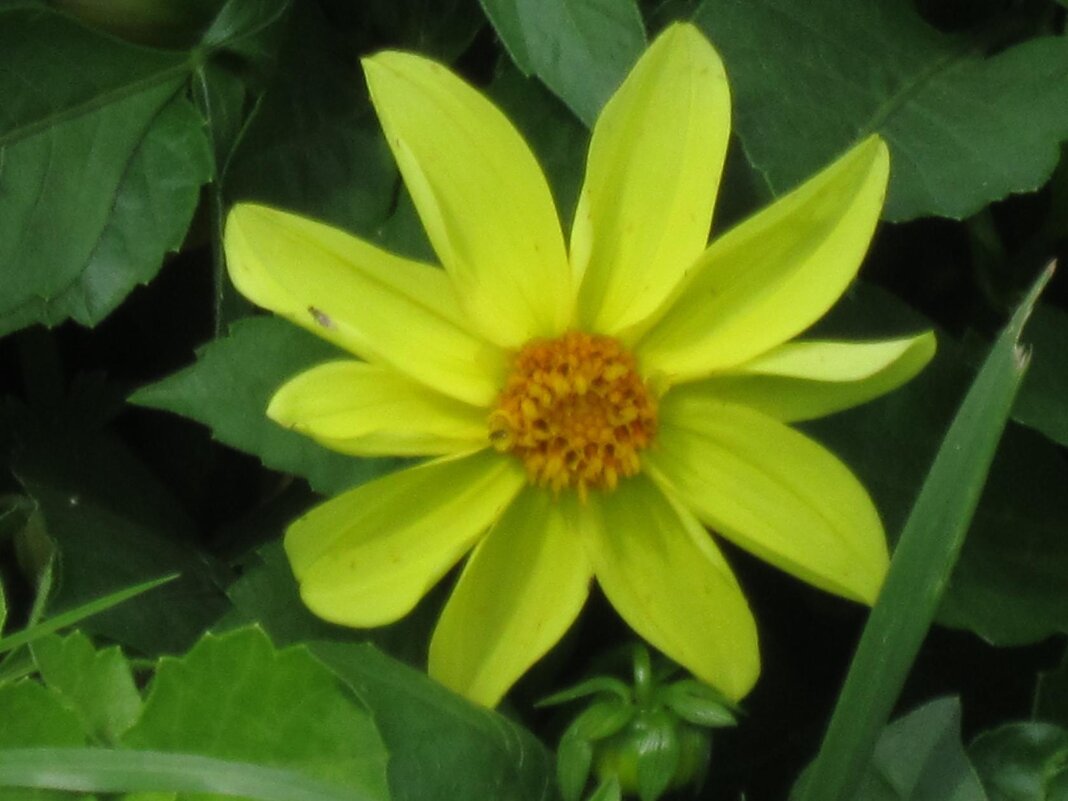 Георгин Мигнон - Дмитрий Никитин