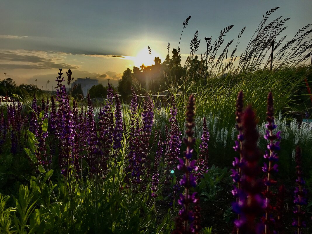 Закат в парке. - Любовь 