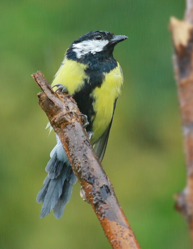 в мокрый день ... - Andrey Bragin в мокрый день ... - Andrey Bragin