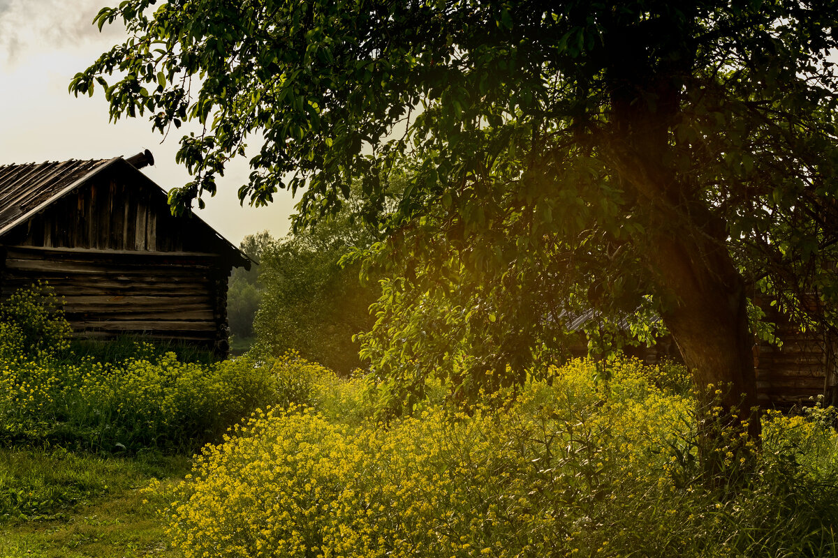 Золото деревни - Виктория Шажко Золото деревни - Виктория Шажко