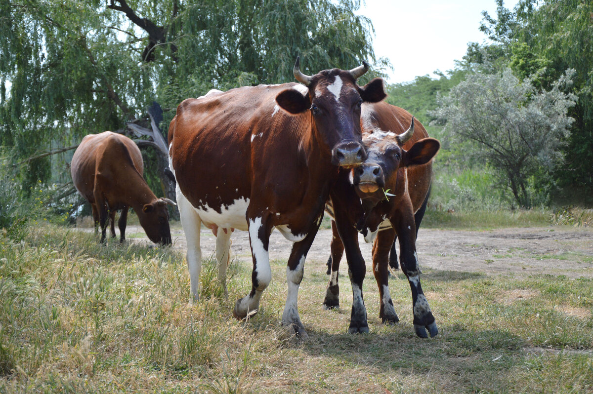 На пастбище...подружки... - Надежда Куркина 