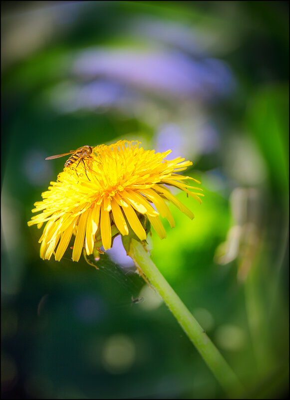Золото весны - Серый 