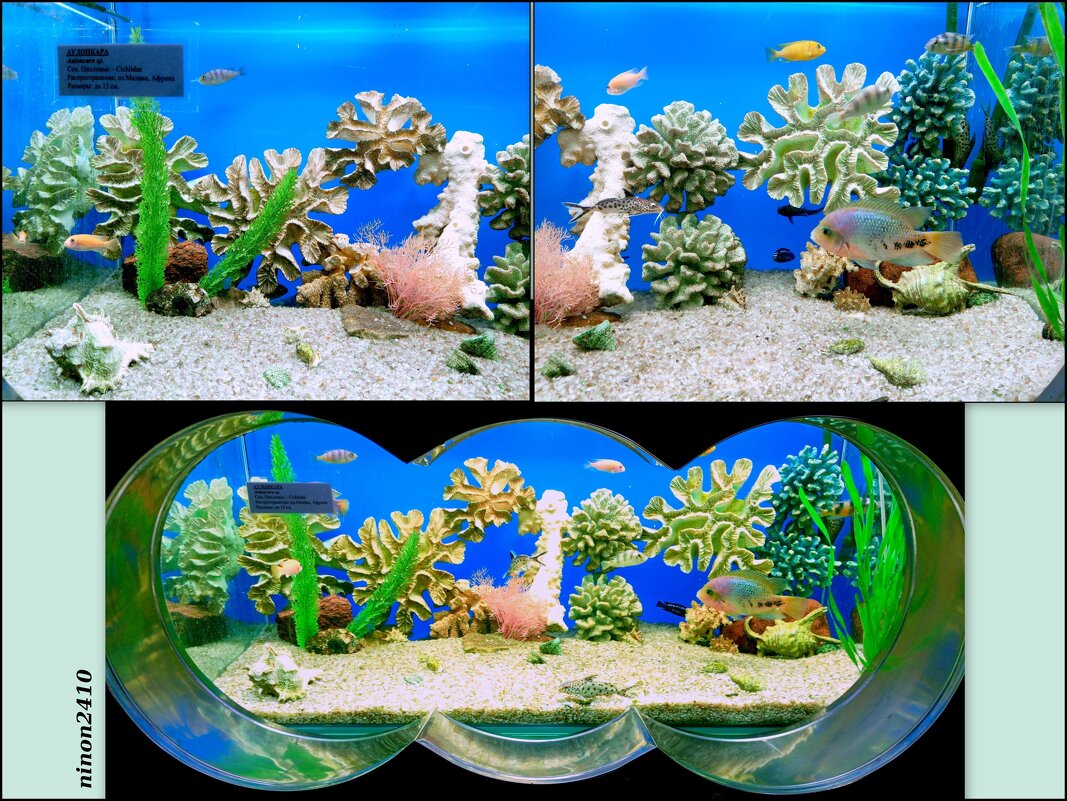 Аквариум в ростовском зоопарке - Нина Бутко