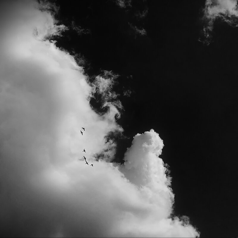 Птицы в полёте... - Владимир Шошин