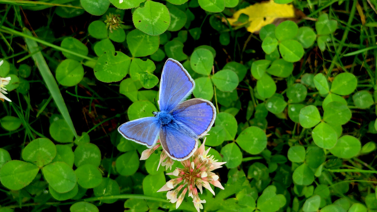 опять про бабочек 14 - Александр Прокудин
