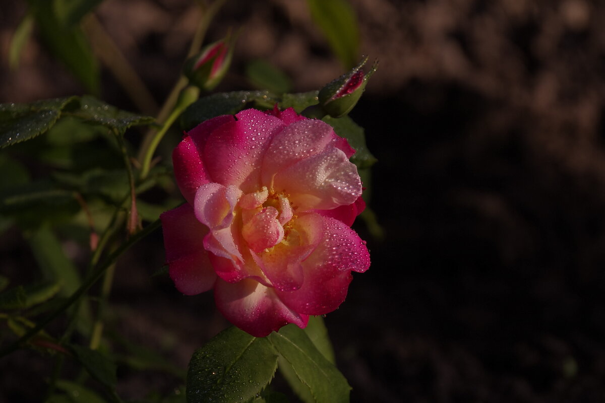 Первая роза - Сергей Швечков Первая роза - Сергей Швечков
