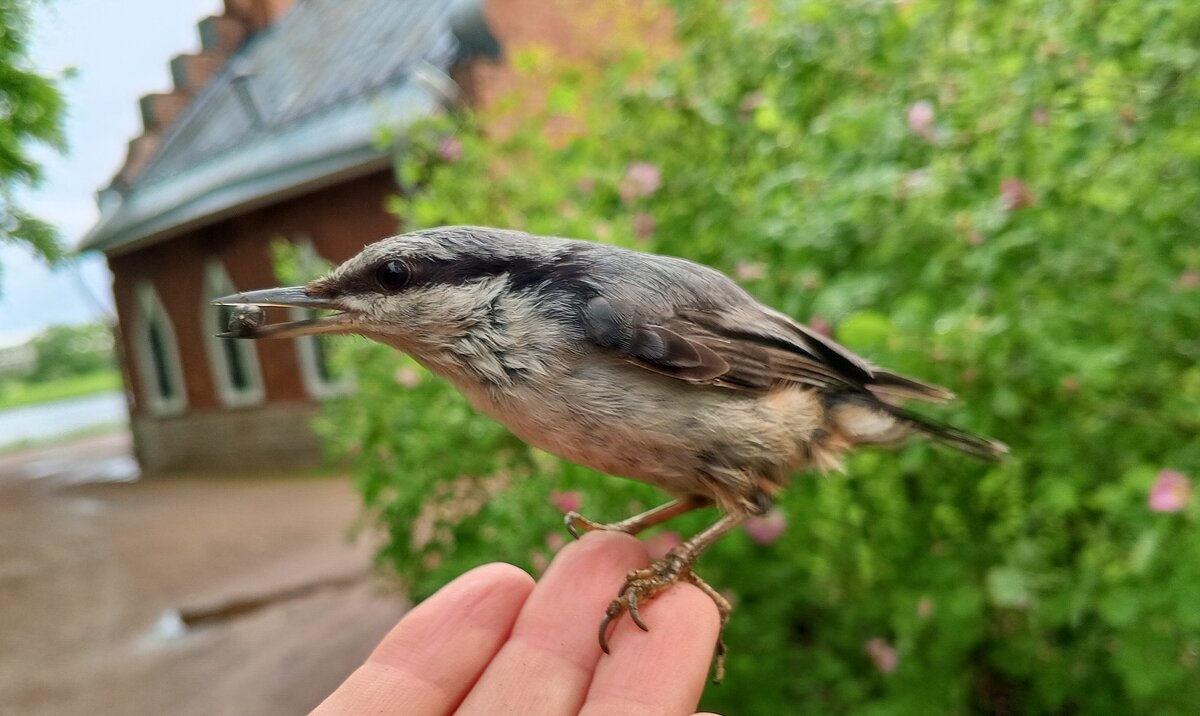 Поползень - Сапсан 