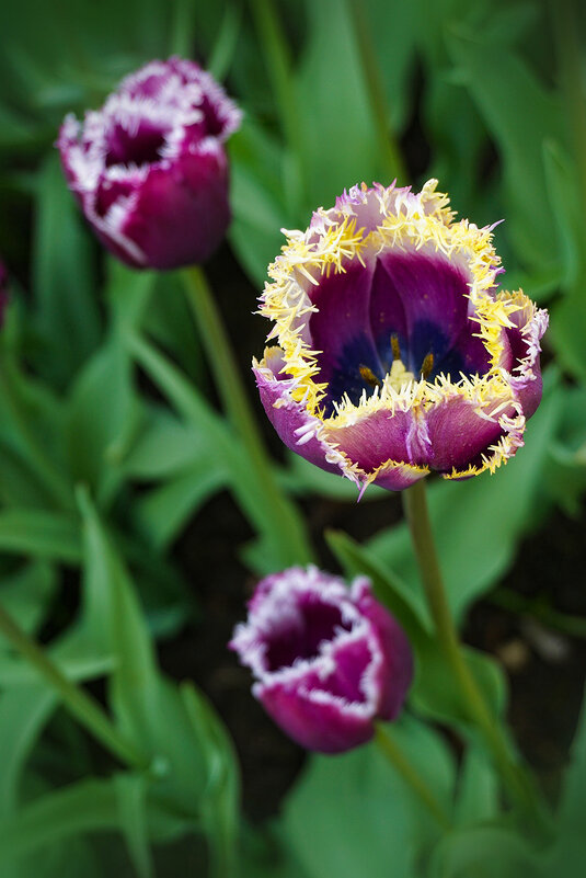 Тюльпаны бахромчатые - Ольга 