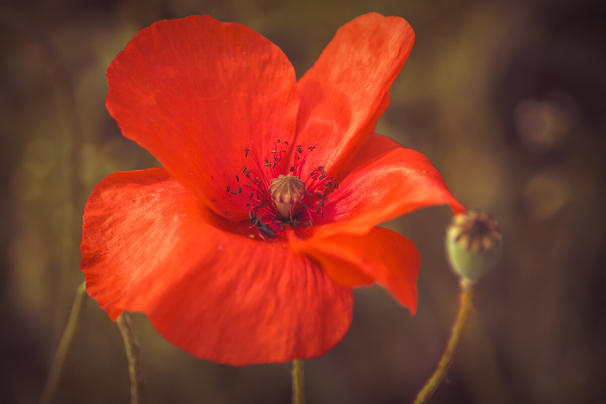 *** - Виктор Иванович Чернюк *** - Виктор Иванович Чернюк