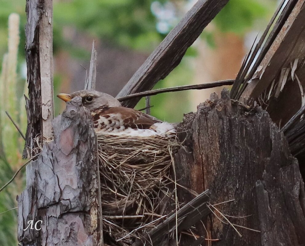 На гнезде - Любовь Сахарова