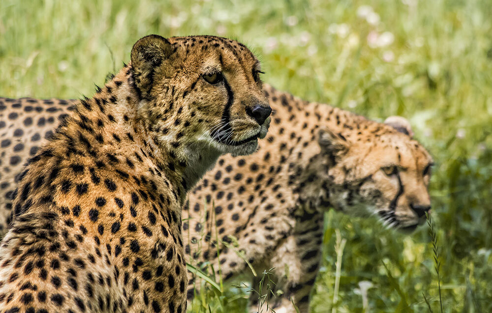 Гепард - SanSan 