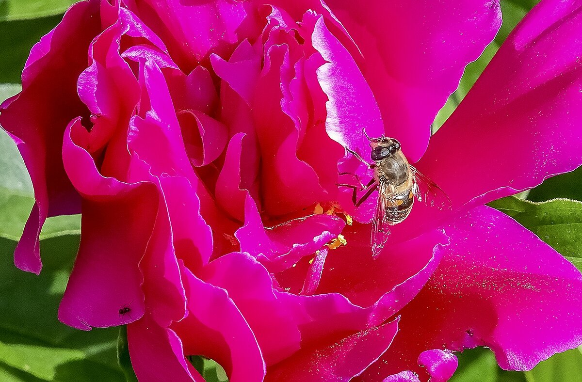 На пионе - Валерий Иванович
