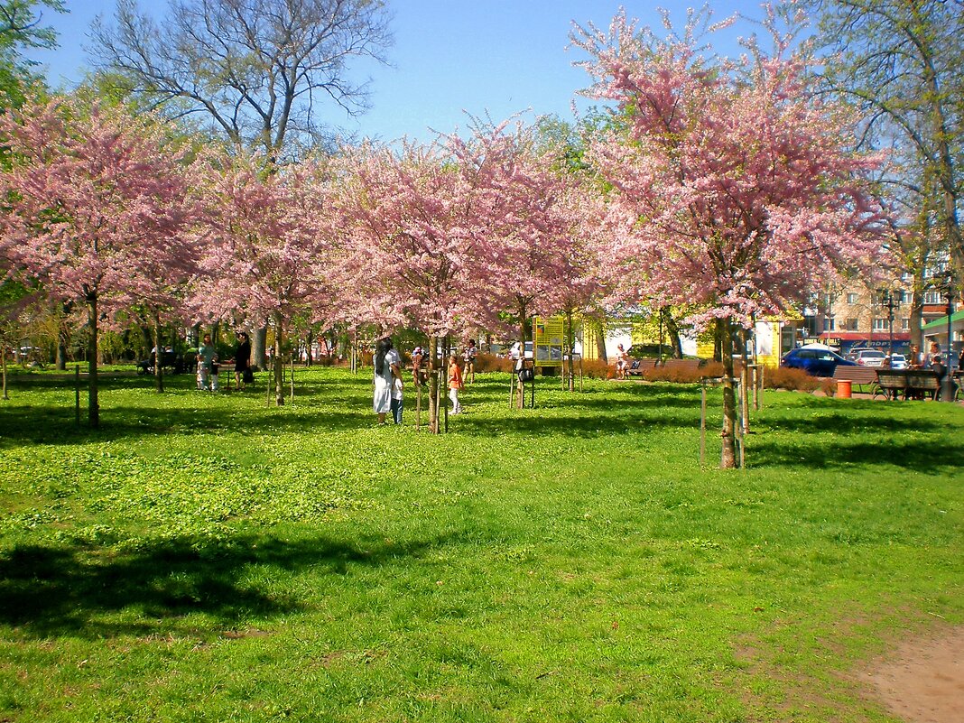 Мой родной город - Роман Савоцкий Мой родной город - Роман Савоцкий