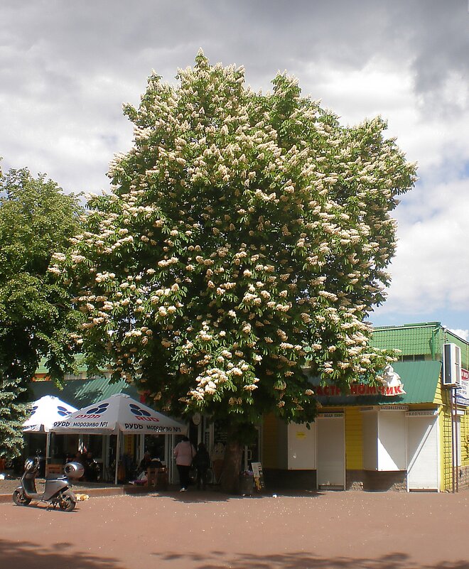 Мой родной город - Роман Савоцкий