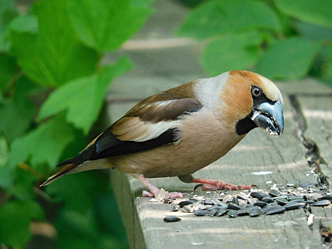 Дубонос - Лина Дубонос - Лина