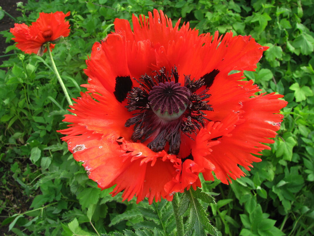 Бахромчатый мак - Людмила Смородинская