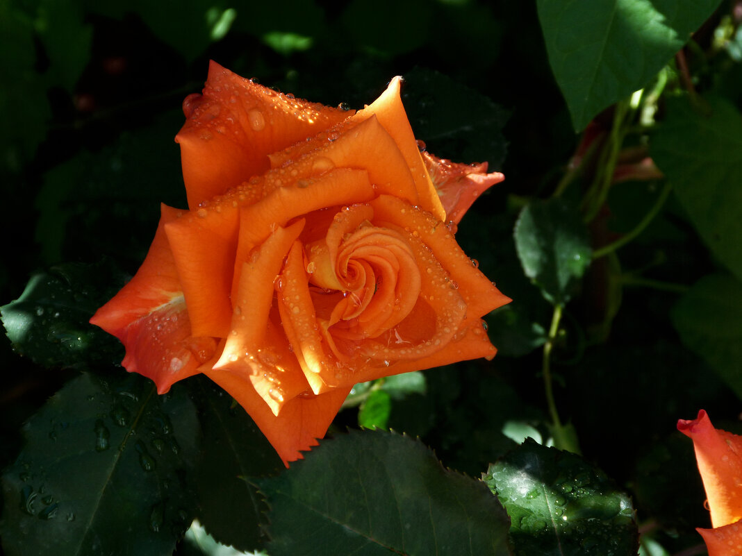 Роза оранж Квин - Валентин Семчишин