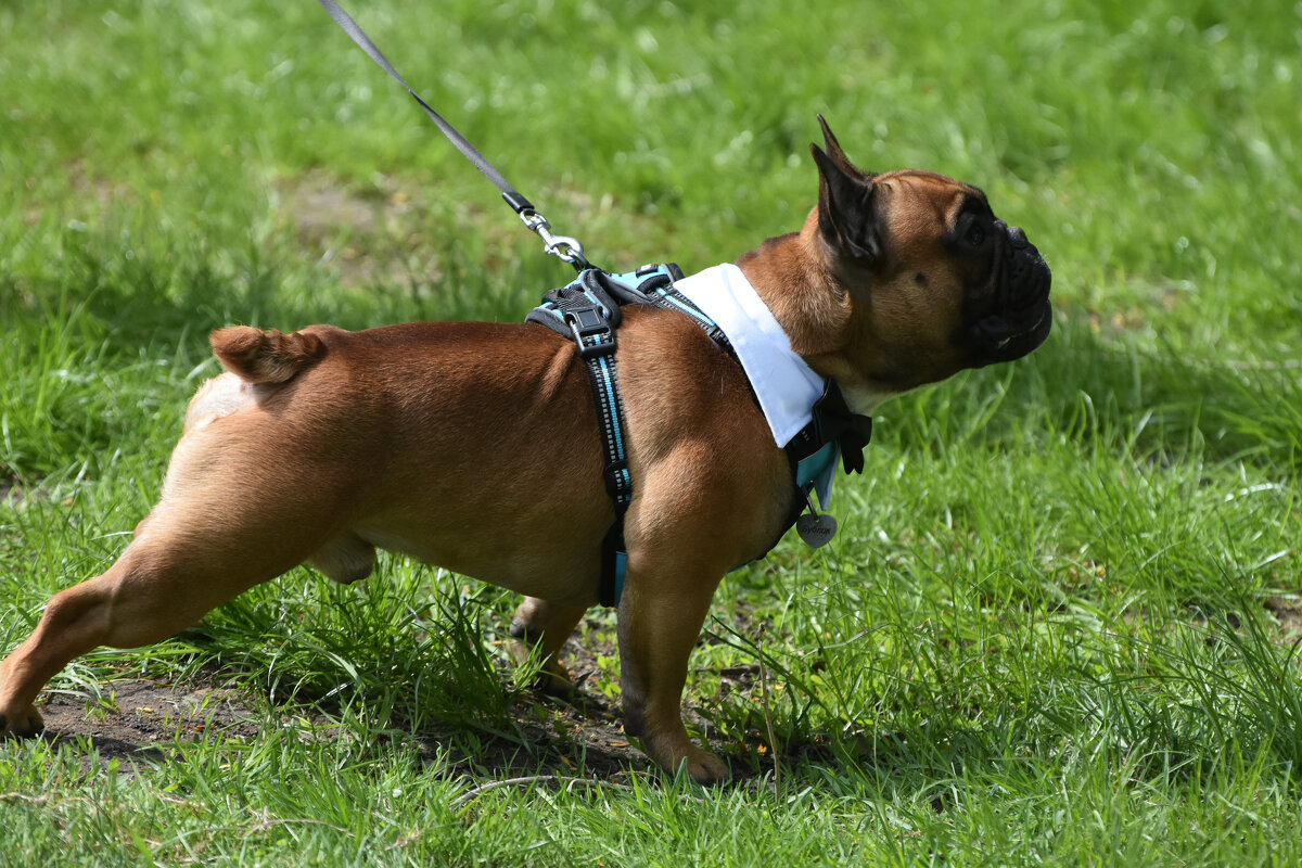 Москва. Парад французских бульдогов в усадьбе «Воронцово». - Наташа ***** Москва. Парад французских бульдогов в усадьбе «Воронцово». - Наташа *****